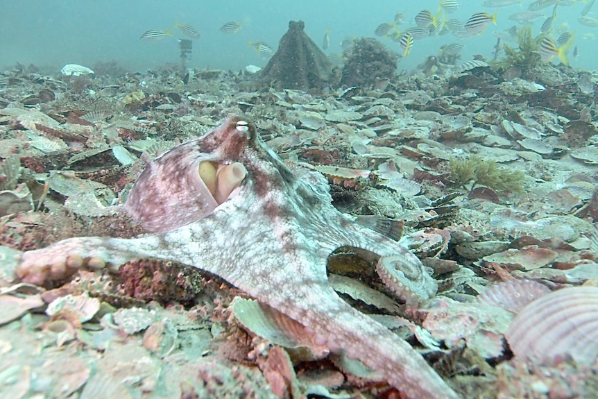 Pale coloured octopus