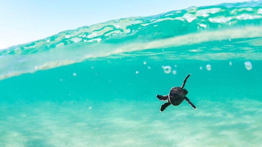 Tiny turtle in crystal clear water
