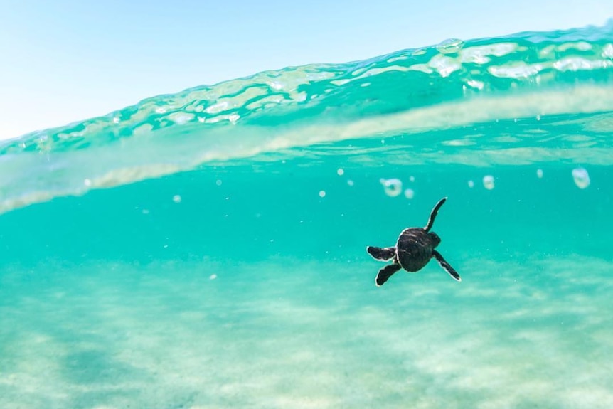 Tiny turtle in crystal clear water