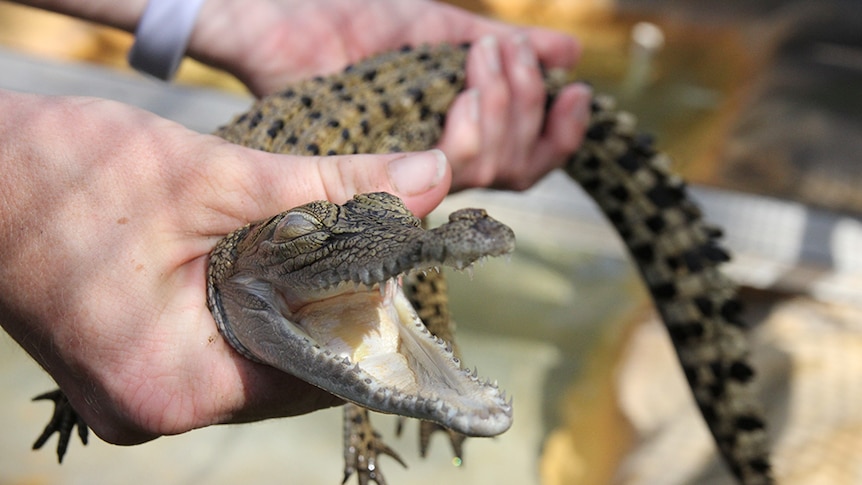 A wildlife handler shows off the teeth of a baby saltwater crocodile