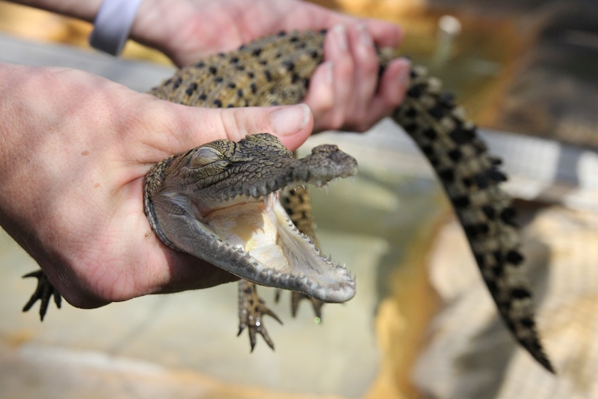 A wildlife handler shows off the teeth if a baby saltwater crocodile