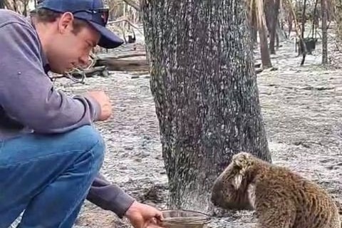 A man wearing jeans, a hoodie and a cap kneels down in front of a koala, offering it a bowl of water.