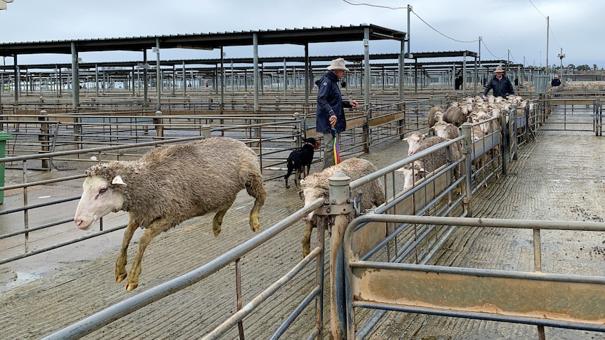 A wet sheep jumping in the air leading a line of other sheep in a laneway ay the saleyards. 