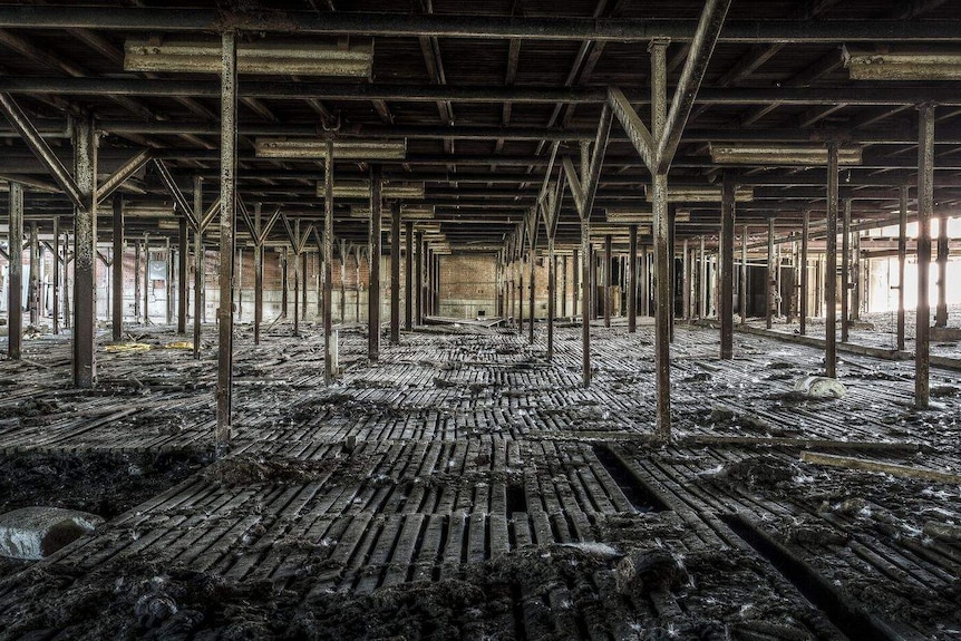 A wooden broken slatted floor of a holding pen with remnants of animal droppings