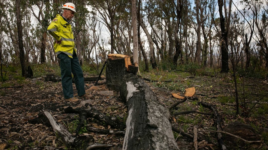 a man stares down at a charred tree