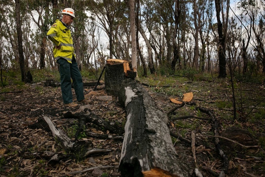 A firefighter stands in a burnt-out bush clearing, looking down at a felled tree.