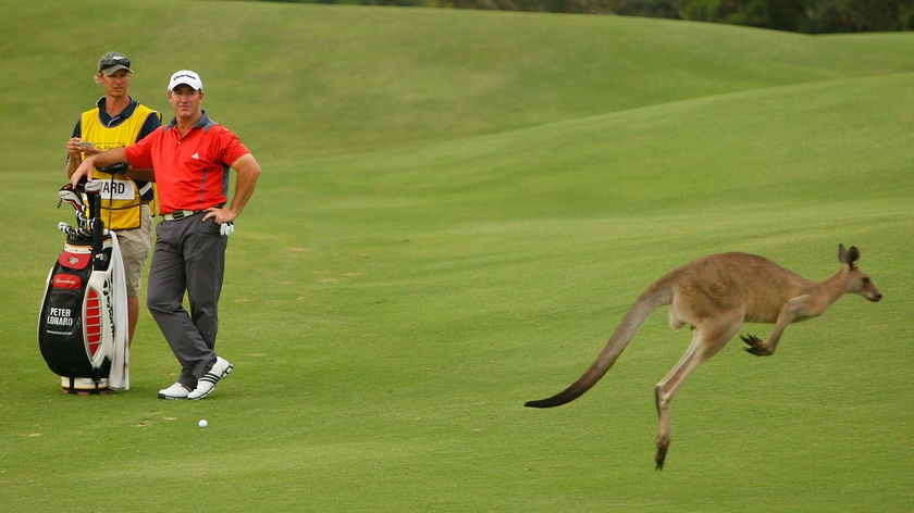 Peter Lonard watches a kangaroo hop past