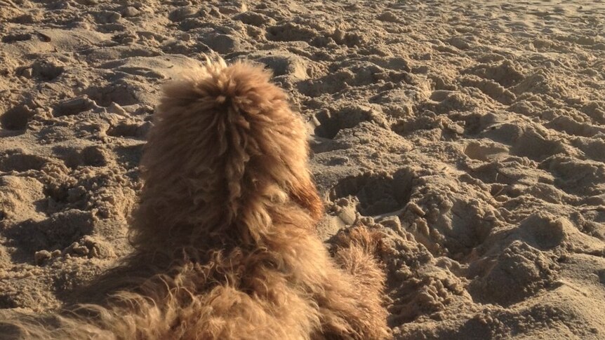 Some dogs run along the off-leash beach at Palm Beach.