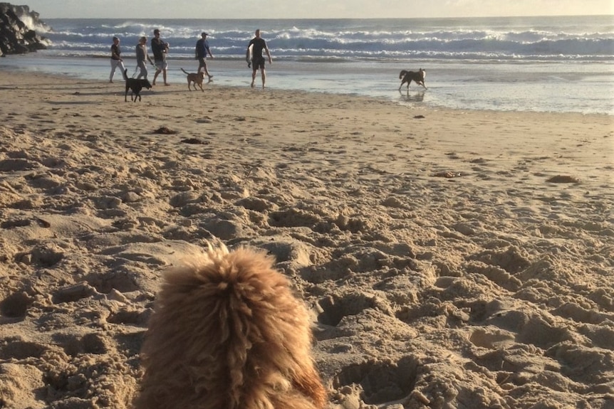 Some dogs run along the off-leash beach at Palm Beach.