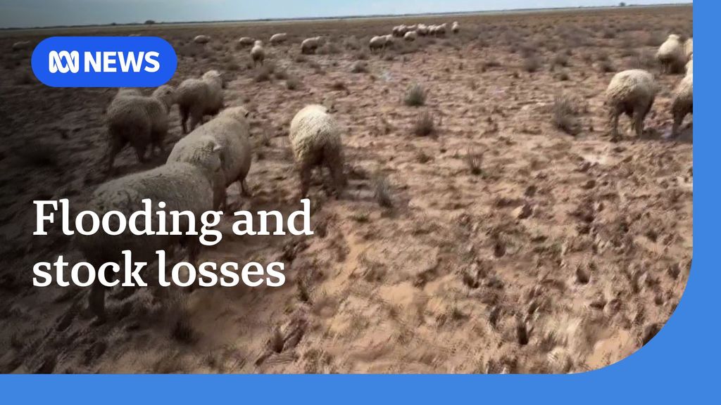 Flooding and stock loss situation in Queensland - ABC News