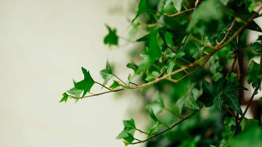 Lush looking English ivy for a story about keeping indoor plants alive