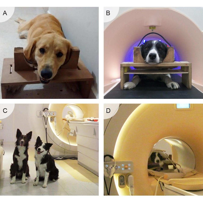 Training procedure for awake dog MRI