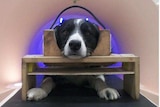 Training procedure for awake dog MRI