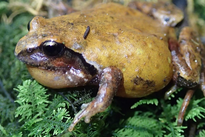 frog sits on green leaves