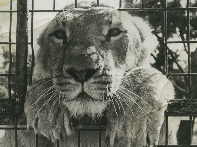 Lion resting on cage