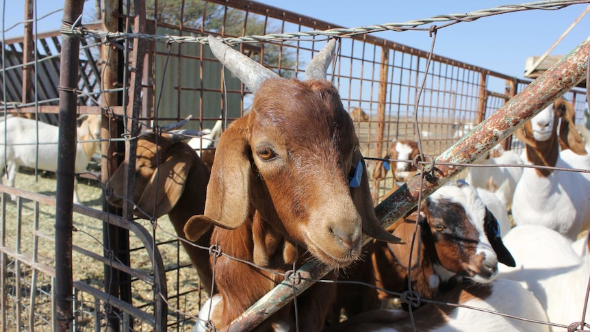 A boer goat poking his head through a fence