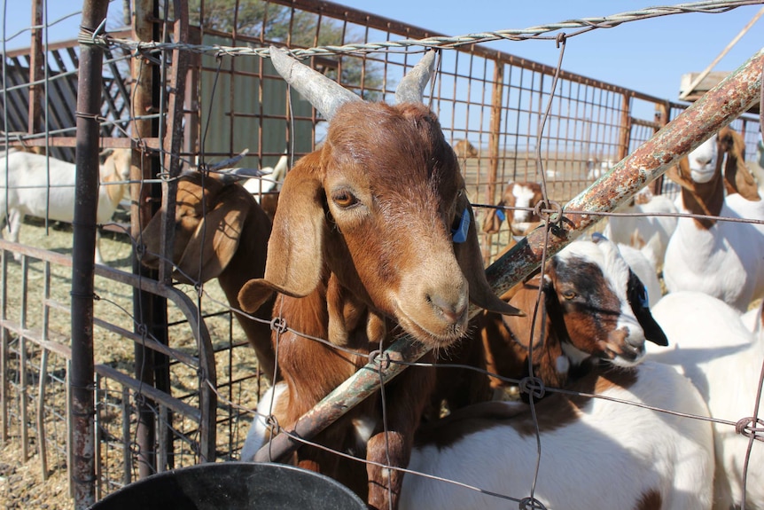 Boer goats at Moselle Downs feedlot, Richmond
