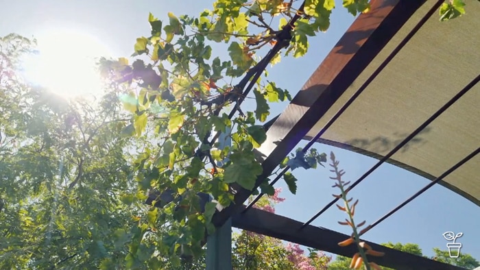 Sun shing through a grapevine attached to a patio