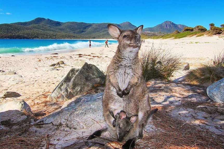 A wallaby with her joey on a beach at Wineglass Bay, Tasmania