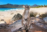 A wallaby with her joey on a beach at Wineglass Bay, Tasmania