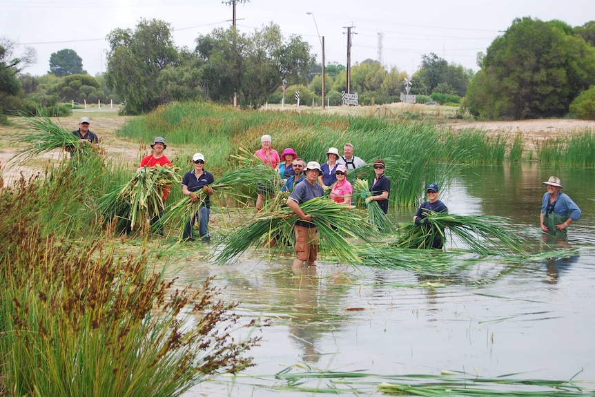 Pinnaroo residents standing in knee-high water holding swathes of bulrushes they have cut down.