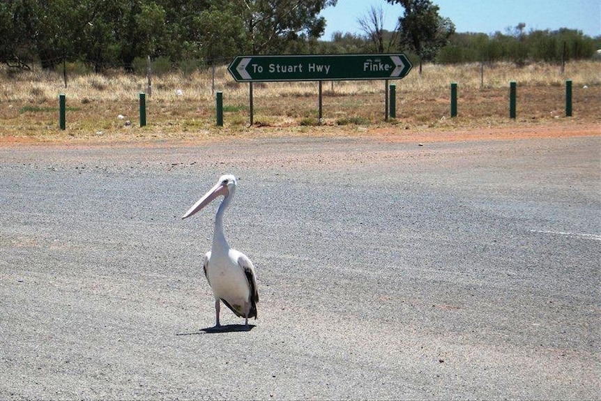 A lone pelican stands on a highway that runs through the desert sand.