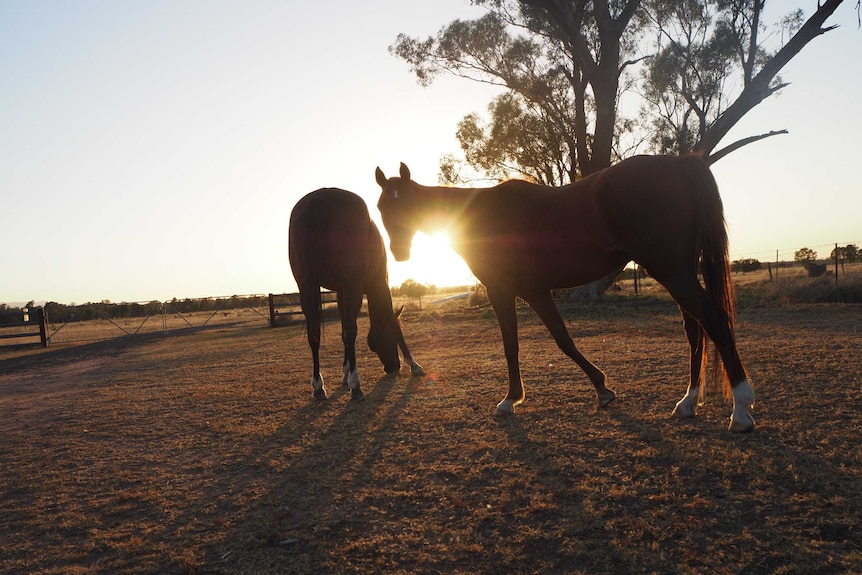 Wide shot of two horses in a paddock silhouetted against the sun.