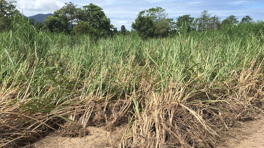 cane is flattened by floods