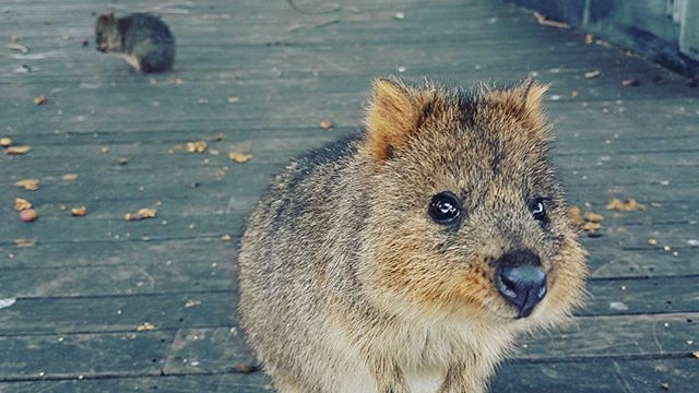 A quokka looks at the camera.