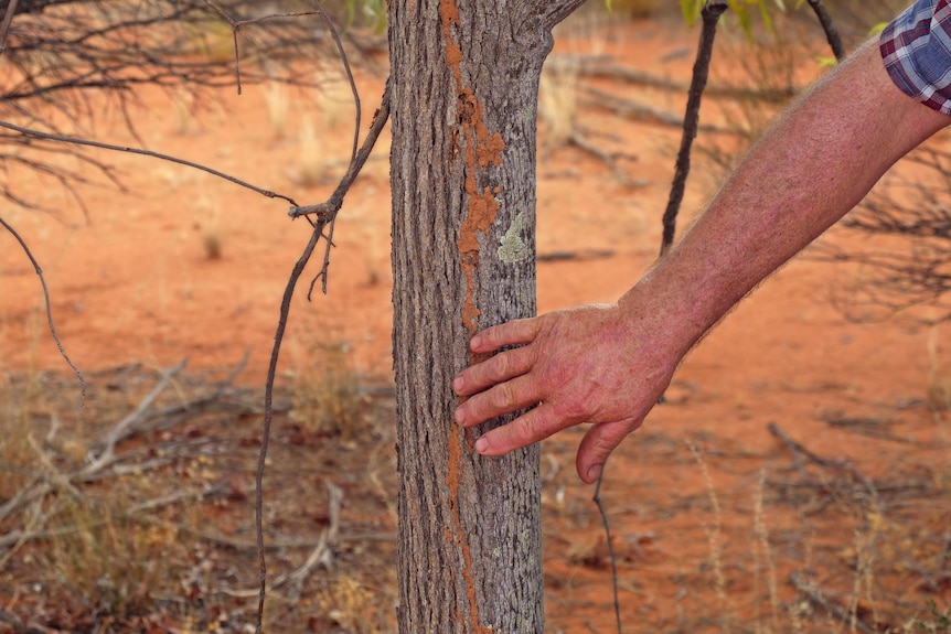 A mid shot of Paul's hand touching the bark of the tree
