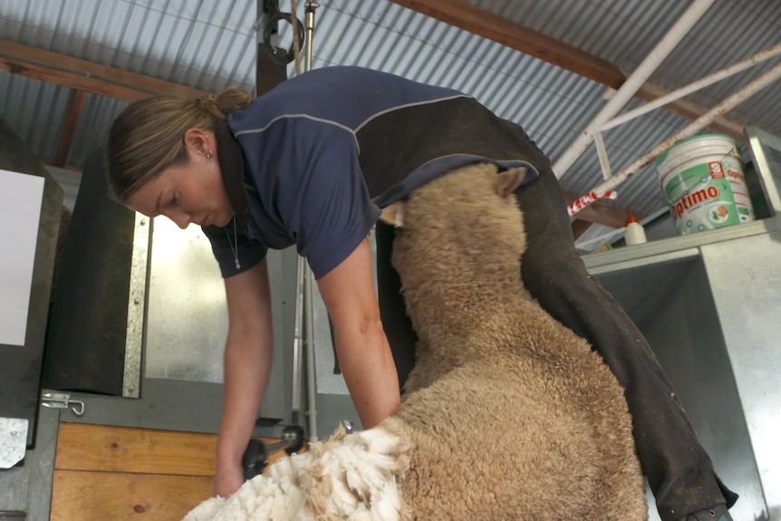 A woman shears a sheep.