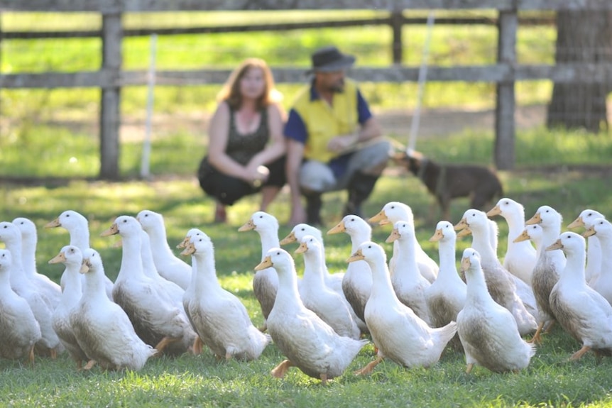 White ducks walk in across a green paddock, with their owners kneeling in the background.