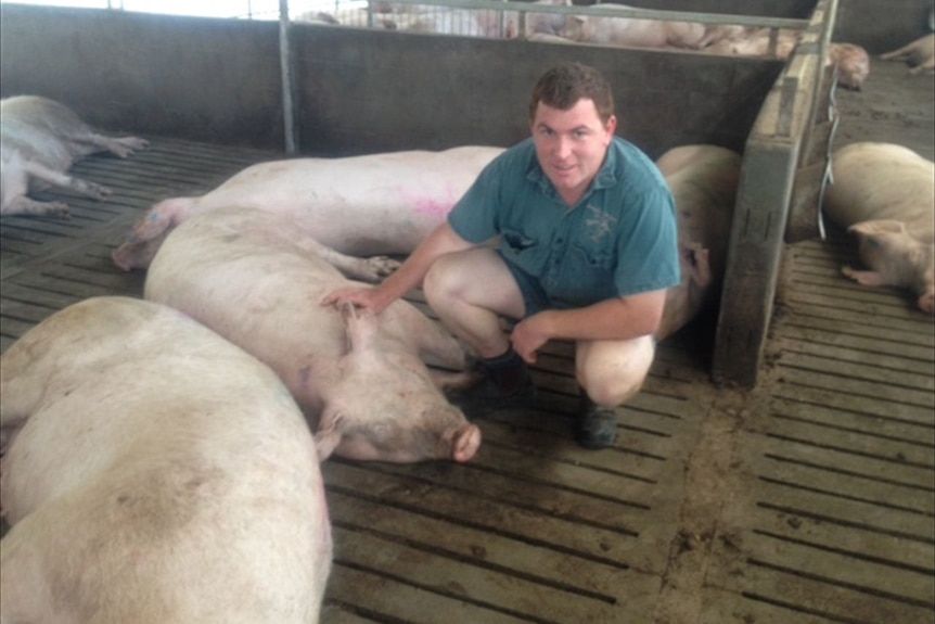 Laurie Brosnan from Betterfield Piggeries outside Biloela