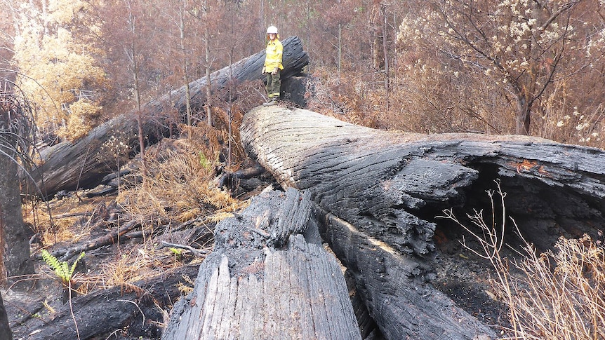 Burnt timber in Tasmania