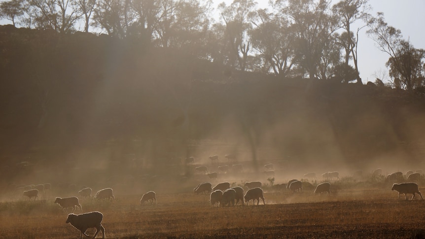 A flock of sheep on a dusty paddock