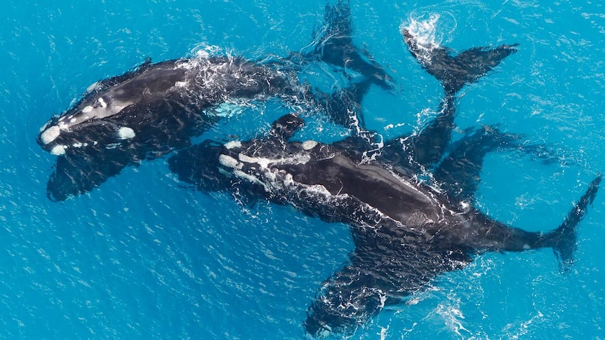 Five southern right whales in ocean