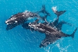 Five southern right whales in ocean