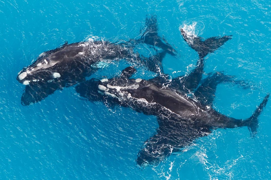 Five southern right whales in ocean