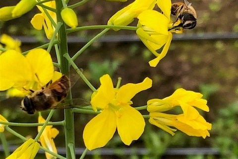 Hover flies on canola plants supplied by Tasmanian Pollination Services