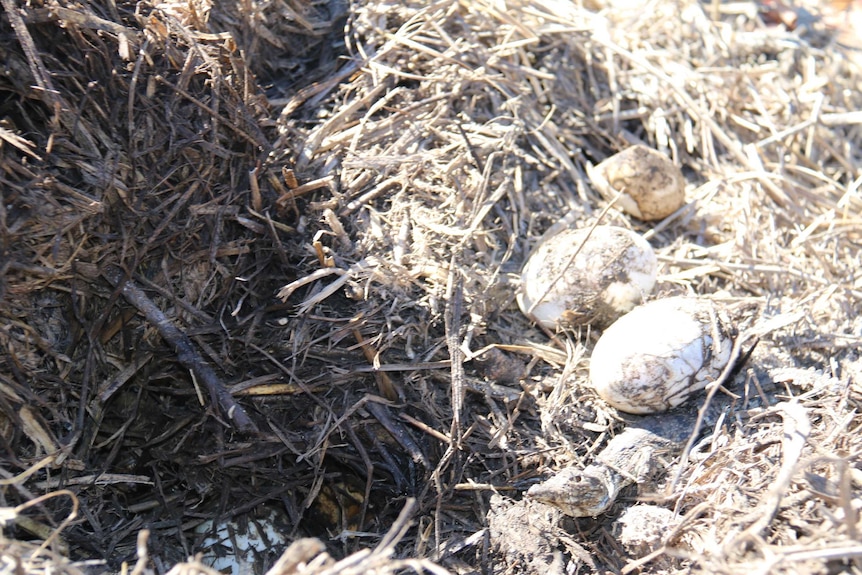 Wild crocodile eggs found in remote community of Pormpuraaw