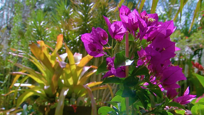 Bright hot  pink flowers growing in garden