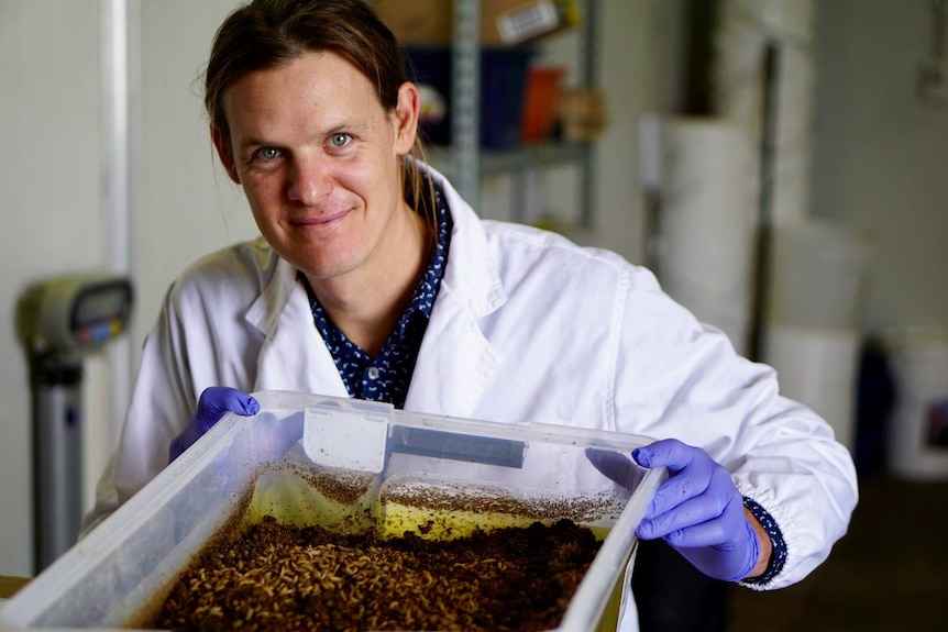 Producer holding insects used for fish feed in a box.