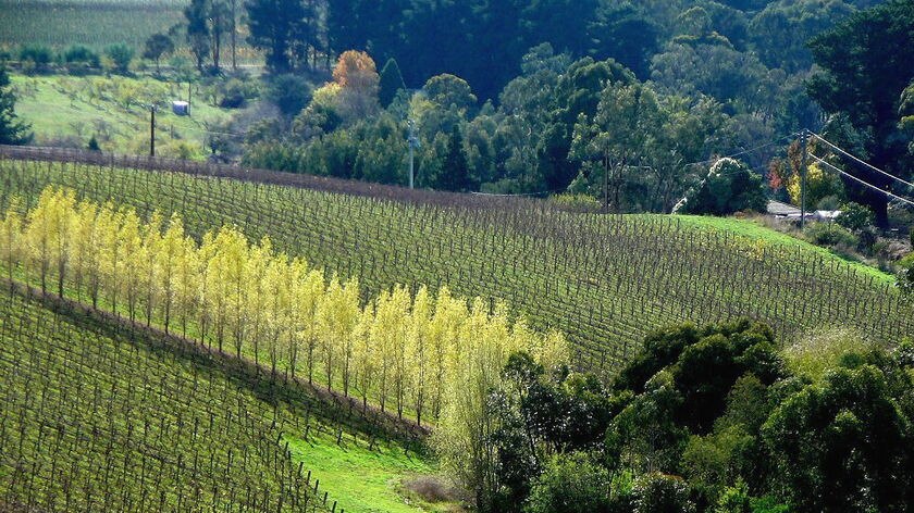 Adelaide hills vineyard