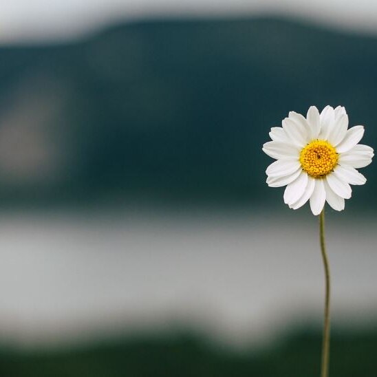 Photo of white daisy 