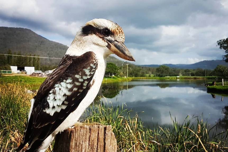 A kookaburra perched on a post.