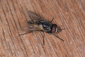 A house fly on a kitchen bench.