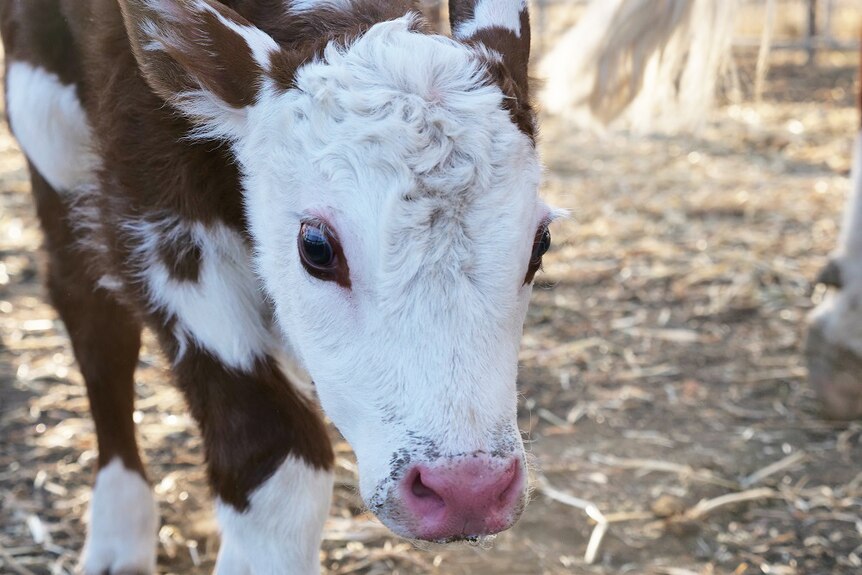 A small red and white Hereford calf.