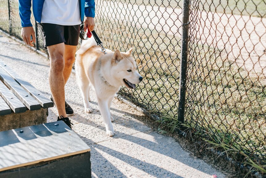 Man walks a dog near a tennis court, helping a friend who isn't feeling well.