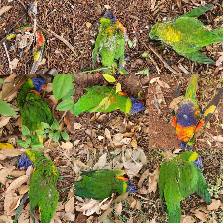 Various birds shown dead on the ground
