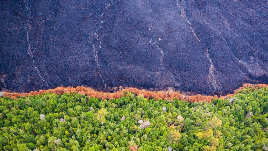 Black scorched earth next to green trees